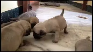 Puppy's🐶 for Sale | #pug | male and Female puppies🐶🐶 | #kannanfarm(madurai) | #shorts  | 9600339696