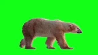 REAL  BEAR WALKING green screen HD 1080p