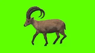Green screen Markhor video |  Markhor walking green screen