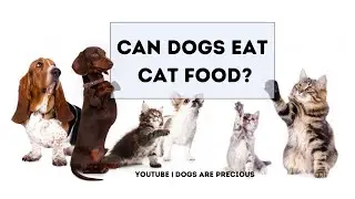 🆕what happens if my dog eats cat food? 👉 can dogs eat cat food video