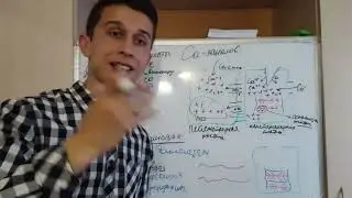 АНТАГОНИСТЫ КАЛЬЦИЯ /БЛОКАТОРЫ КАЛЬЦЕВЫХ КАНАЛОВ (АМЛОДИПИН,НИФИДИПИН, ВЕРАПАМИЛ)