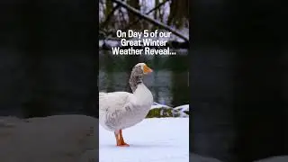 U.S. Winter Weather Forecast 2024-2025