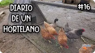 Diario De Un Hortelano #16 - Gallinas / Tareas De Mantenimiento En  Gallinero || La Huertina De Toni