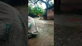 Kalo ki kal ma kali bhavani#viralvideo #trendingshorts #jai #shortvideo 🙏🙏