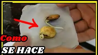 ✅ COMO GERMINAR 🌱🌱  semillas de Wisteria sinensis ó glicinias