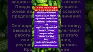 Польза огурцов для организма женщины