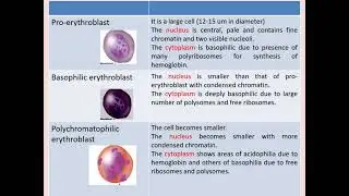 Histology Hematopoiesis
