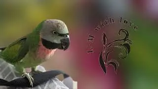 Из жизни одного попугая
