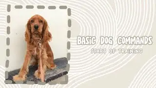 basic dog commands |базовые команды для собаки, для начинающих| ко мне, сидеть, голос