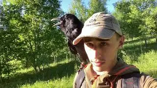 8 часов наедине с птицей! / Как ворон выполняет команды?