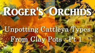 Unpotting Cattleya Types From Clay Pots Pt 1