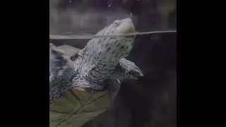 Meet the Diamondback Terrapin
