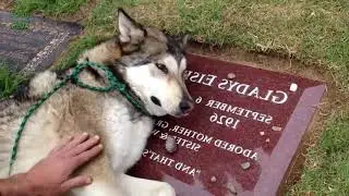 животные тоже плачут