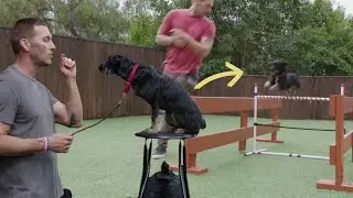 How to Establish Control with an Energetic Dog