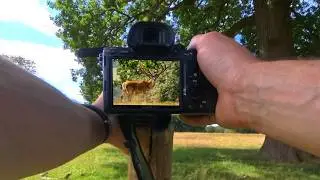 Relaxing Wildlife Photography POV in Woburn Deer Park