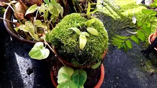 Orchids on a block. Transplanting MICRO Bulbophyllum from block to block. What to plant on a rock?