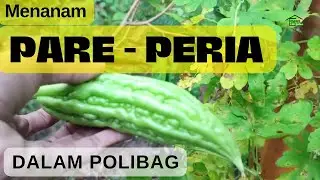 Planting PARE - PERIA Until Harvesting in Polybags
