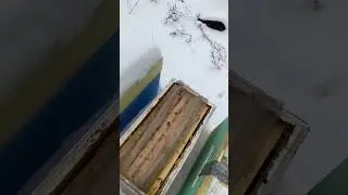 Нуклеусы зимуют на улице с основными семьями!