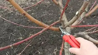 Pruning a peach tree in spring. Second year after planting.