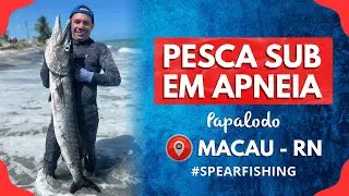 Muitas Barracudas (só as GG) | Pesca Submarina #fishinglife #fishingvideo #spearfishing
