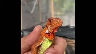 Super Red iguana  2020