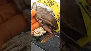 Is He A KEEPER Crab?