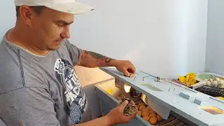 Теперь и у нас есть индюки. Вывод порадовал.