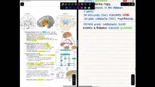 Taking med school notes part 3 | Apollo