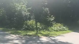 В лесном парке 22г