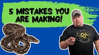 Top 5 Mistakes YOU Are Making With Ball Pythons 🐍👎
