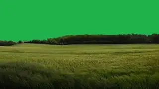 Gree grass.