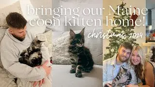 Bringing our Maine Coon kitten home from York | first 24 hours, xmas day and 3 week update!🐱🐾✨