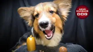 ASMR Mukbang Sausage 🌭 Corgi Dog Eating 1 🐕