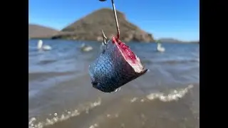 Excellent Fishing for Big Snapper in Punto Nuevo