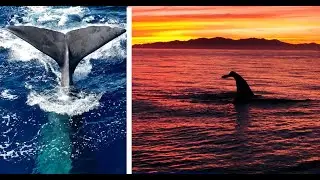 Filming The Largest Toothed Predator in the Ocean