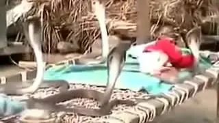 Кобры охраняют ребенка