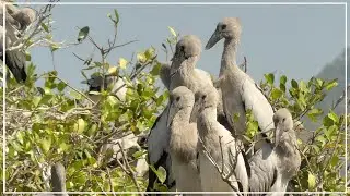 Asian Openbill Stork Population Explosion | Anastomus oscitans