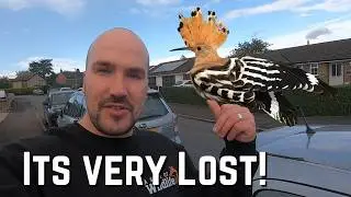 Should I have stayed away from this Rare Bird?