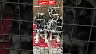 ПРОДАЖА . Щенки Восточноевропейской овчарки 2,5 мес . Львов Украина . 