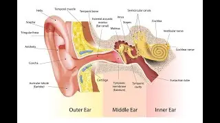 Cure Hearing Loss