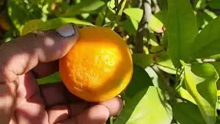 Saudi Arabia #Al qasim # Travel#Farm Tour