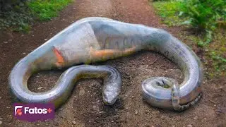 CUIDADO! É por isso que você nunca deve ficar sozinho na Amazônia Selvagem