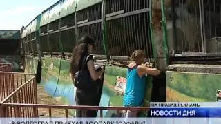 (16+) В ВОЛГОГРАДЕ В ПЕРЕДВИЖНОМ ЗООПАРКЕ РОДИЛИСЬ ДЕТЕНЫШИ ПУМЫ И ДИКОБРАЗА