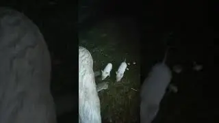 3 Поросенка