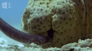 Жемчужная рыбка ищет убежища в анусе морского огурца.