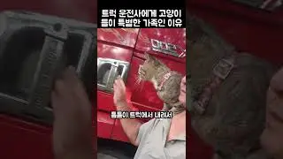 "정말 신기하네!.." 대형 트럭 기사에게 고양이가 특별한 가족인 이유