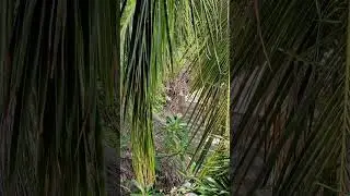 НЕ БЕРИТЕ ЭТОТ ОТЕЛЬ В КЕНИИ/MVUVI LODGE