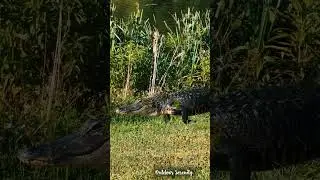 Crawled out of the marsh