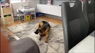Моя любимая немка (Лэсси Очень любит нашего кота😸￼)