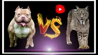 ПИТБУЛЬ ПРОТИВ РЫСИ - КТО ПОБЕДИТ!!! //батл животных//(ANIMALS BATTLE BIT).